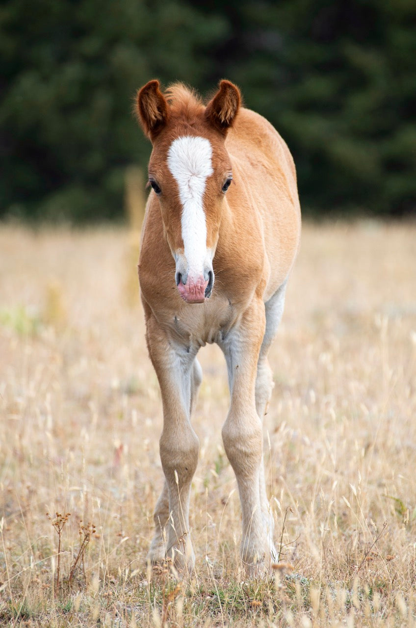 8x10 Photo: eXalt as a Foal