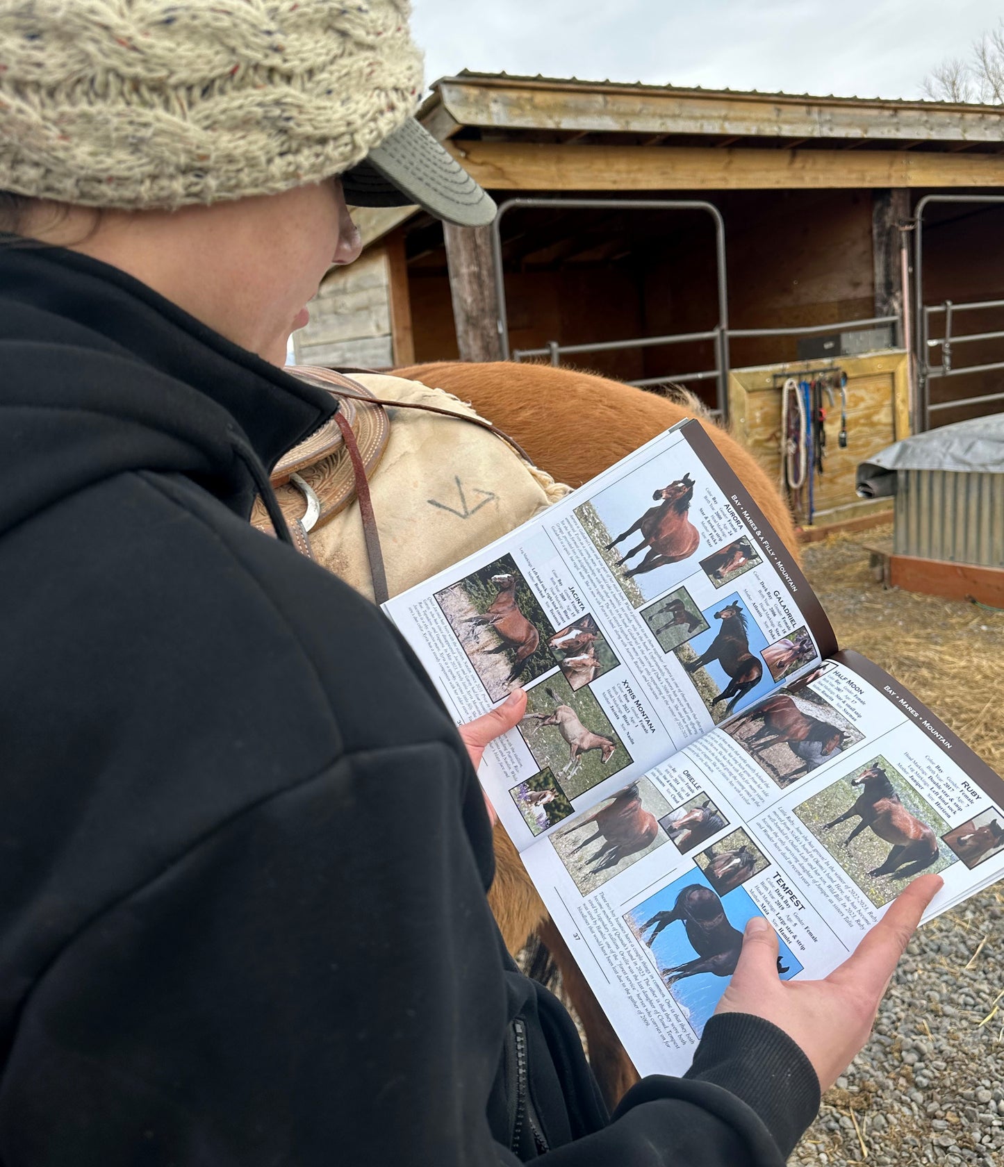 The inside horse pages are filled with full color photos of the horse's body and face. Short descriptions are provided which give key information about the horse. And, finally, a short narrative is provided which gives an update about each horse. The colored bands at the header of the horse pages correspond to the color groups of the horses shown on the page.