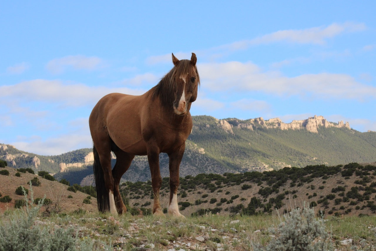 8x10 Photo: Hidalgo on Mustang Flats