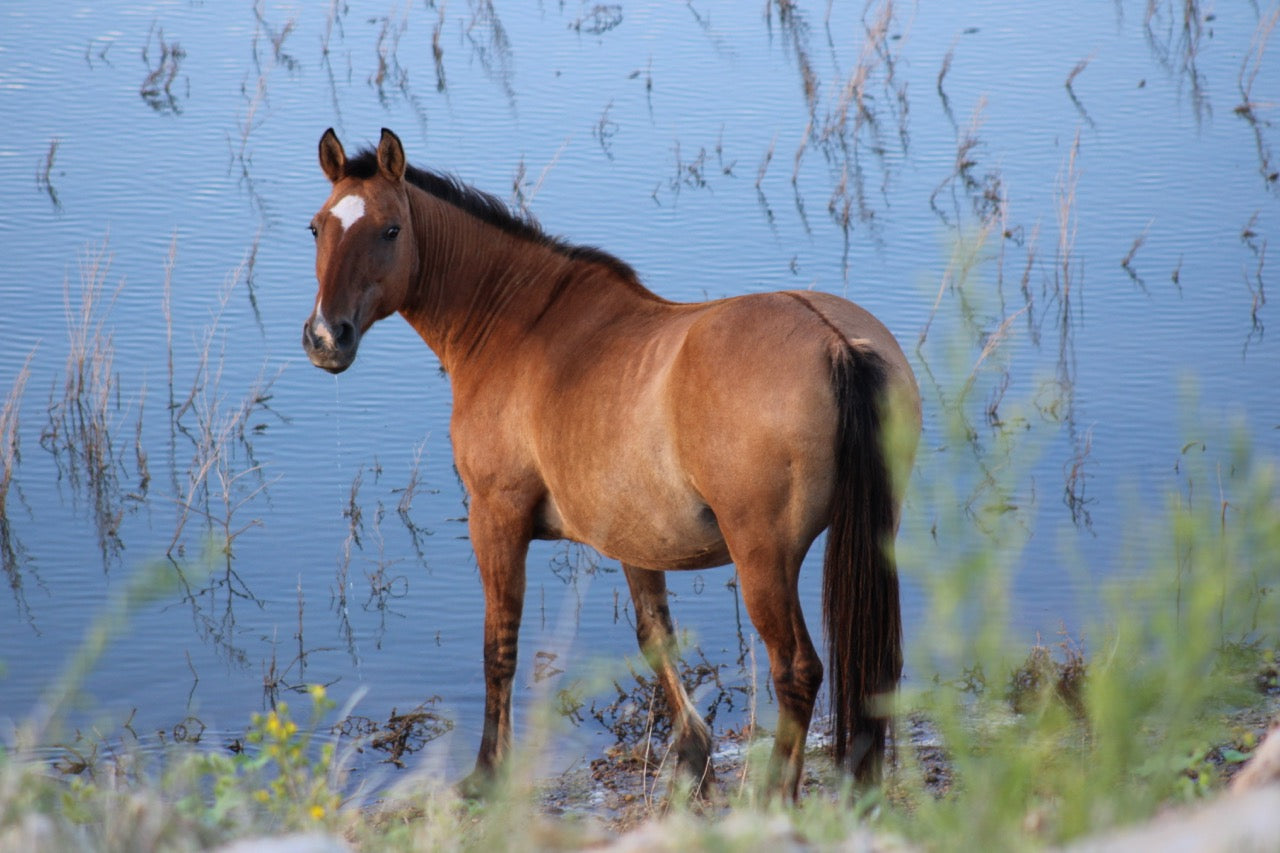 8x10 Photo: Seneca at Water