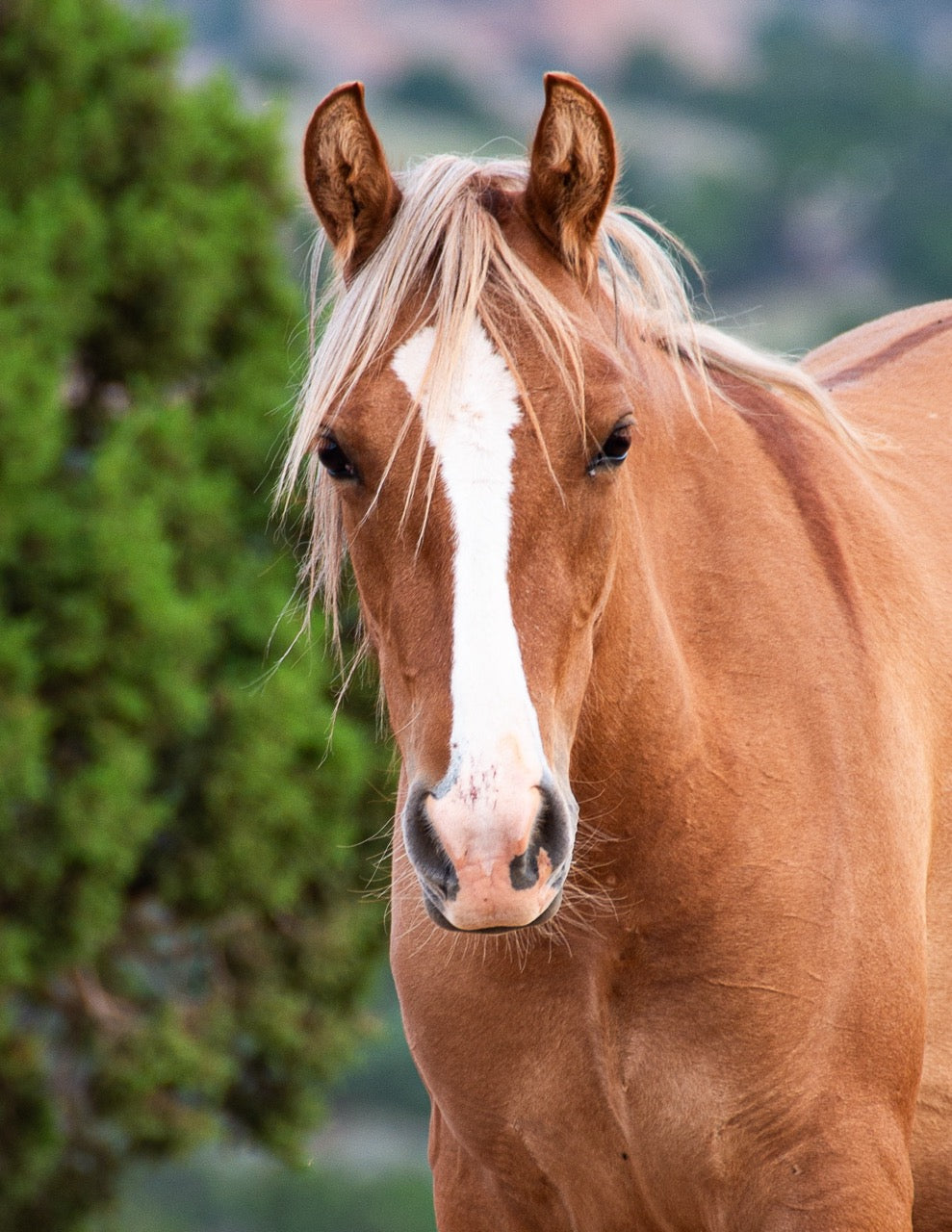 8x10 Photo: A Portrait of Ventura