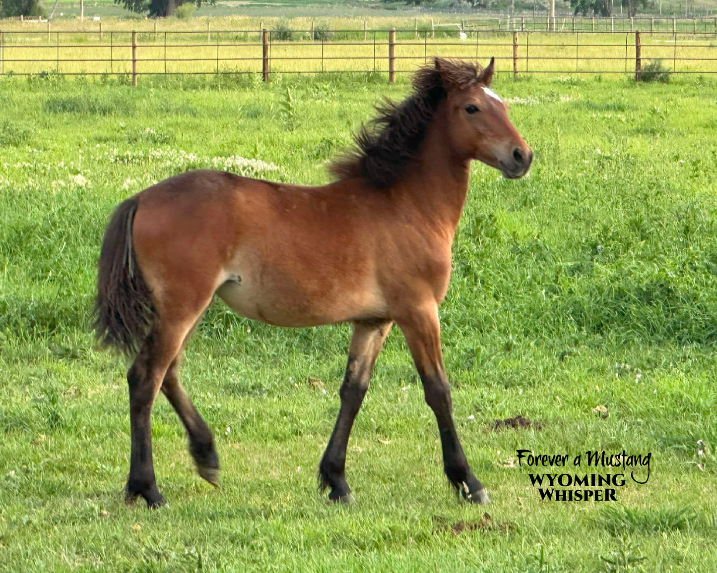 8x10 Photo: Wyoming Whisper - Forever a Mustang