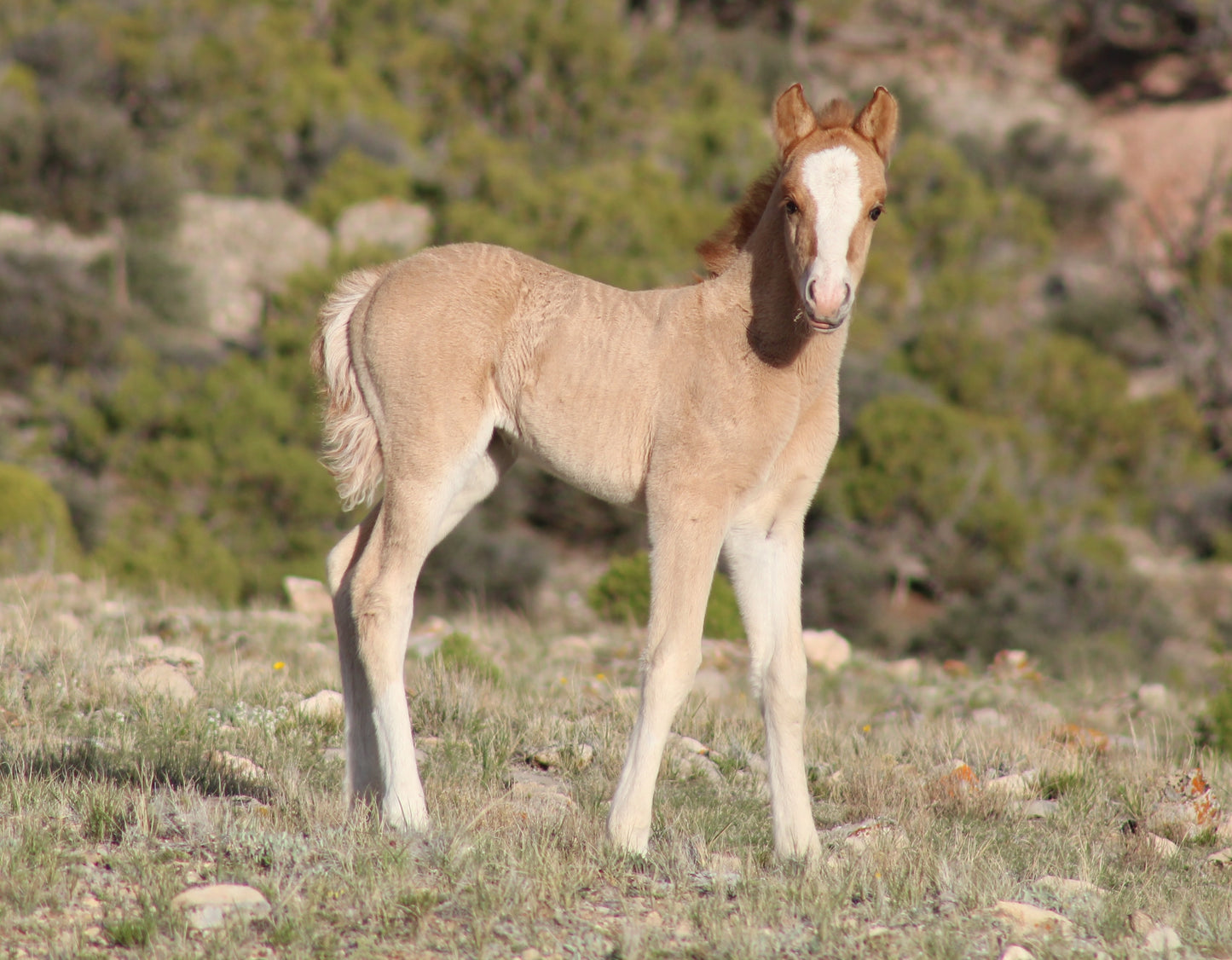 8x10 Photo: Wizard as a Foal
