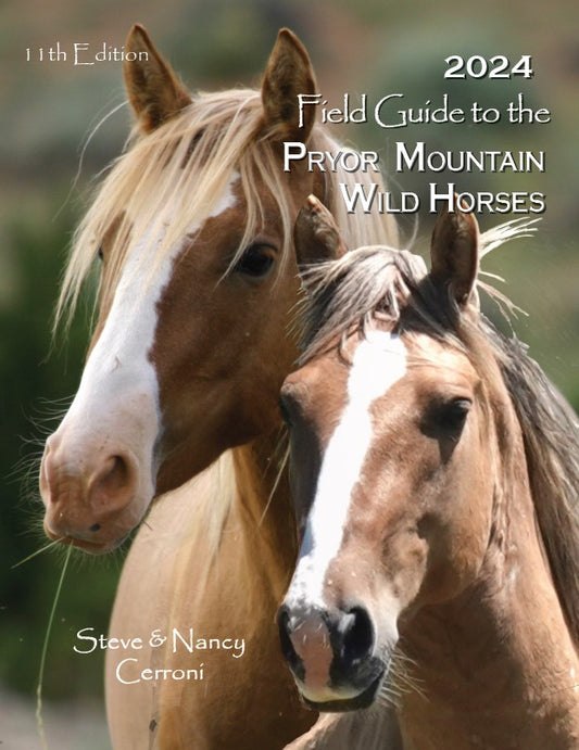 The front cover of the 2024 Field Guide to the Pryor Mountain Wild Horses features the legendary stallion, Blizzard, and his grandson, Stillwater. Author, Nancy Cerroni, began visiting the Pryor Horses in 2004. Blizzard was one of the first horses she saw. Now in 2024, Stillwater carries on his grandsire's legend with his looks and demeanor.