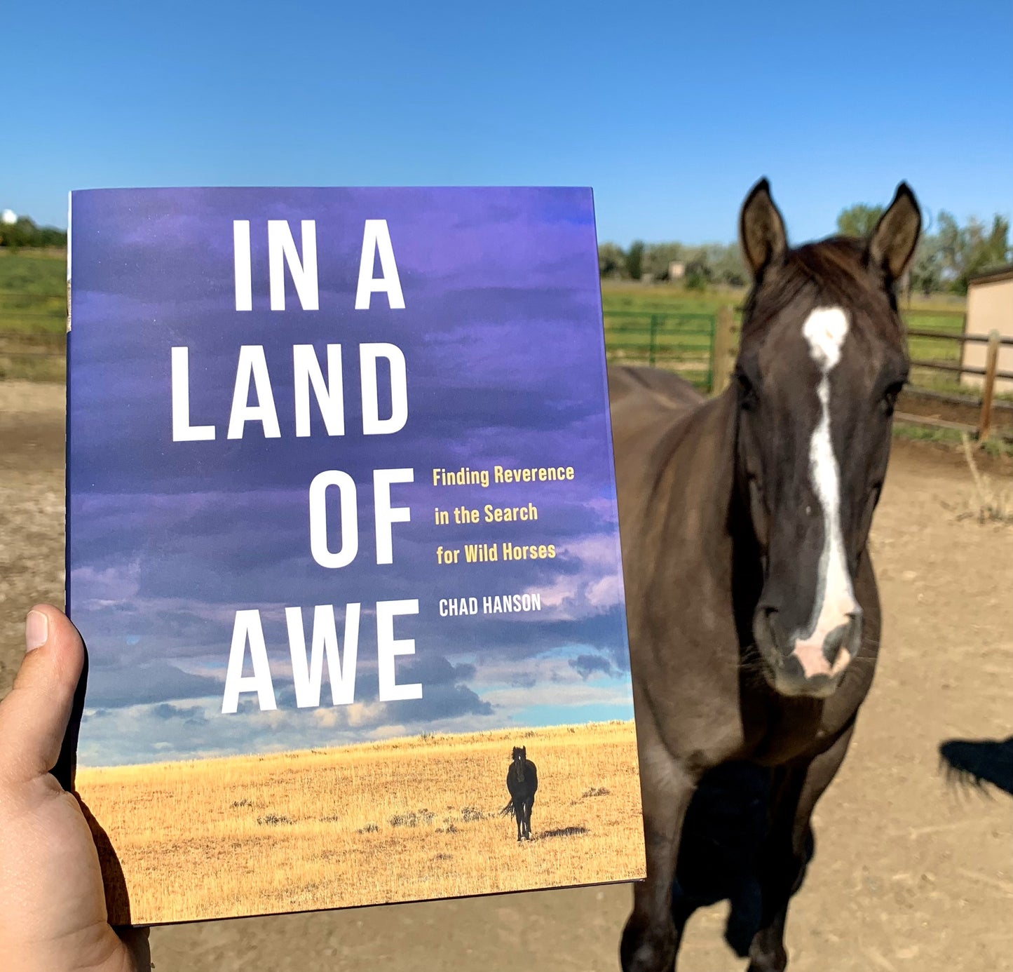 IN A LAND OF AWE: Finding Reverence in the Search for Wild Horses