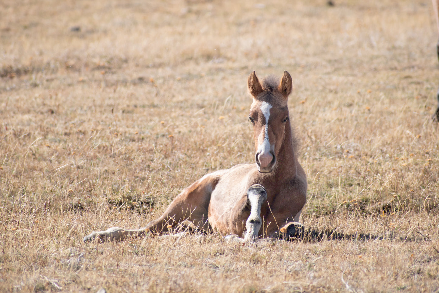 8x10 Photo: Yali Takes a Nap